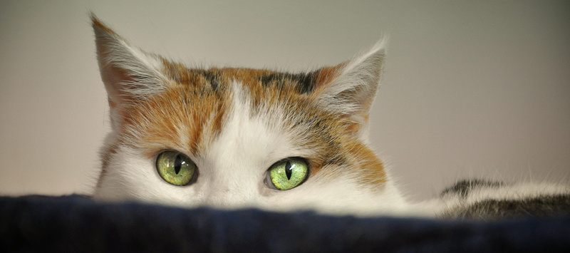 one animal, no people, mammal, nature, cat portrait, tabby, feline, annoyed, body part, animal head, animal world, pet, expression, looking at camera, animal welfare