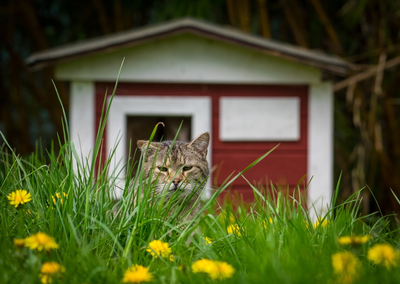 Deutschland, lying, yellow, help, save, Germany, GP, flowers, domestic Cat, Katzen, nature, protection, animal, welfare, Katze, cat  cat, MFT, cats, surrounded