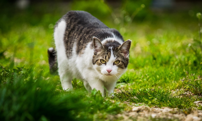 green grass, Katzen, white cat, grass, cat, Katze, photography, outdoors, Deutschland, selective, save, cat  cat, domestic Animals, pets, silver, domestic Cat