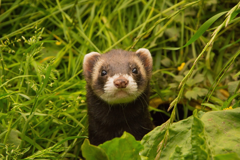 no people, whisker, vertebrate, animal themes, close-up, day, green color, looking at camera, animals, one animal, animals in the wild, mammal, green, animal welfare