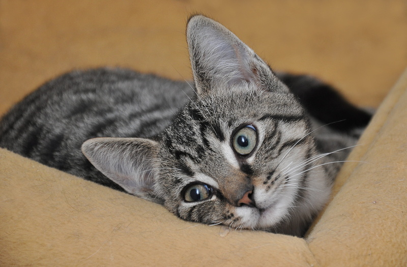 one animal, domestic cat, animal welfare, close-up, pet, feline, grey, adidas, relaxation, no people, sweet, dear, animal eye, kitten, animal themes, clean