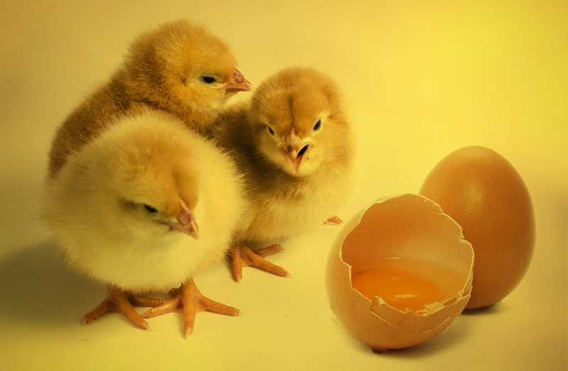 animal, group of animals, yellow, poultry, young animal, domestic animals, bio, organic eggs, close-up, vertebrate, cute, livestock, beside, no people