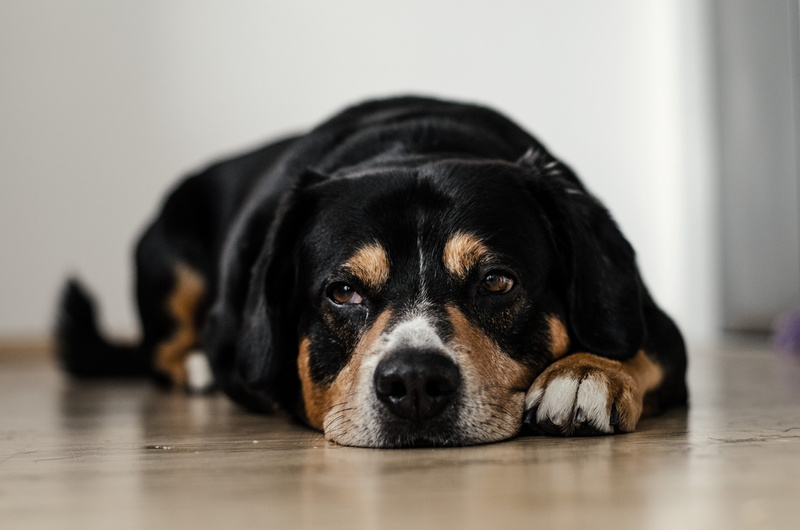 black, adult, bull, purebred dog, sleepy, animal themes, depression - sadness, black color, inside, animal welfare, laying, terrier, dog, domestic animals