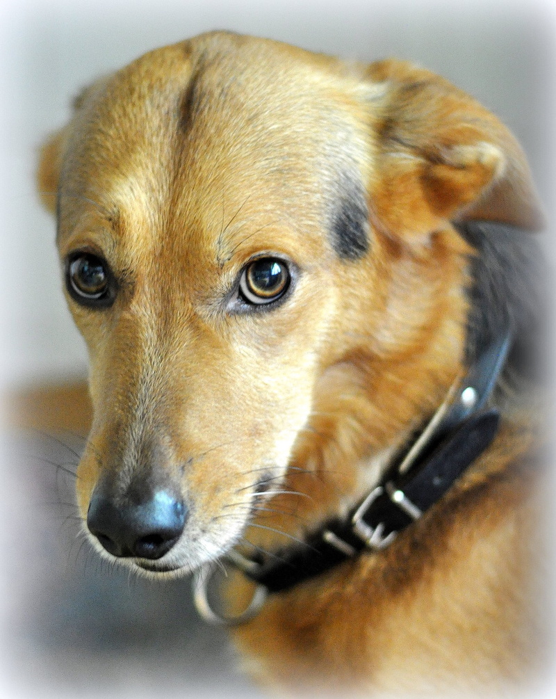 fur, domestic, portrait, snout, eyes, indoors, sanctuary, dog, dog head, hybrid, domestic animals, one animal, brown, nature, looking away, canine, dog look