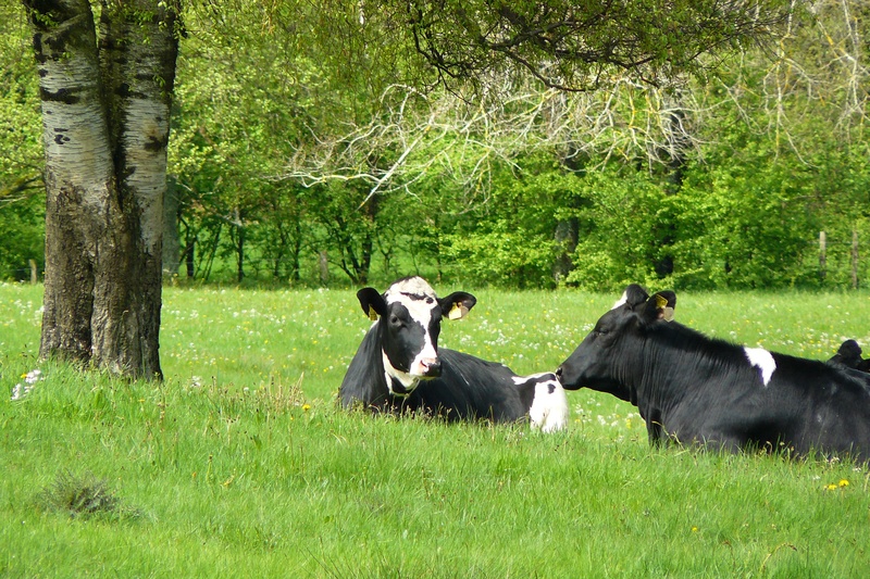 day, juicy grass, agriculture, landscape, tree, growth, green color, domestic animals, meadow, animals, livestock, rest, herbivores, milk cow, outdoors