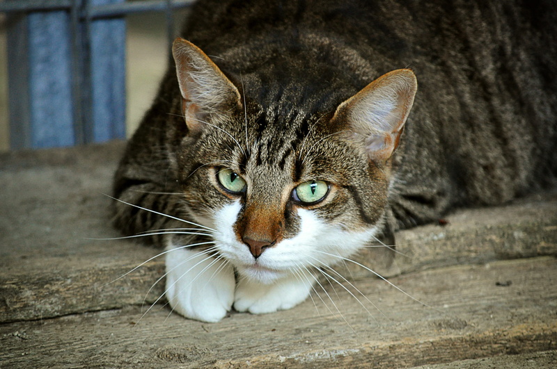animal welfare, mammal, cats eyes, no people, dear, sweet, animal world, pet, white, cat portrait, pets, wildlife photography, fur, plank, mackerel, one animal