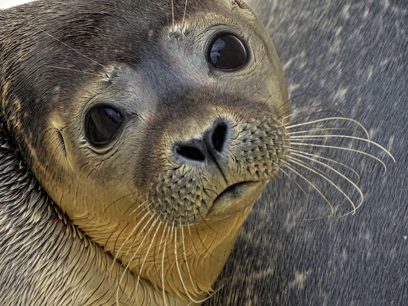 close-up, portrait, wildlife, meeresbewohner, brown, animal picture, whisker, coast, no people, howler, animal, photography, animal world, seal breeding station