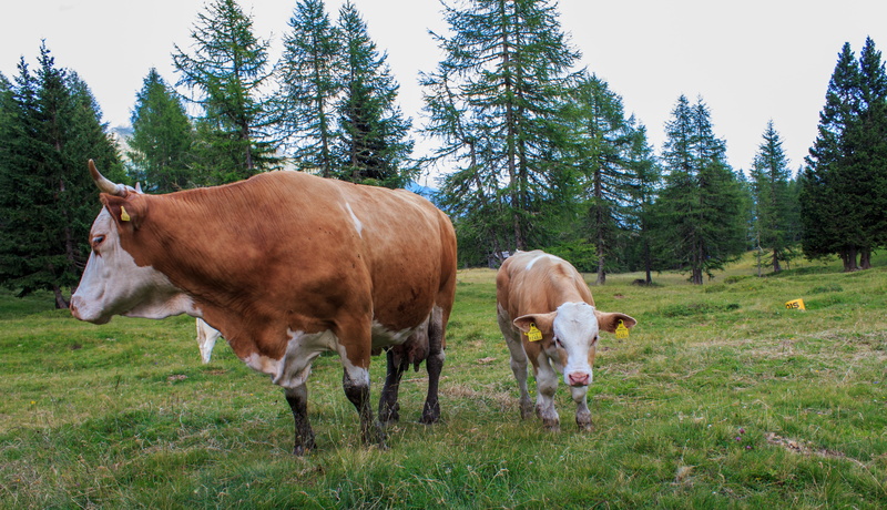 alm, mammal, green color, 4K, grass, cattle, mammals, beef, milk cow, field, tierhaltung welfare, group of animals, no people, pair, juicy grass, plant