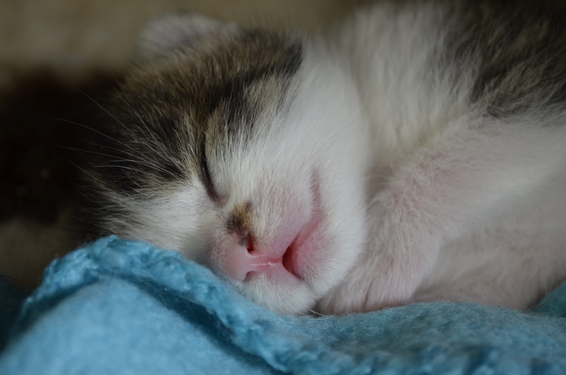 baby cat, close-up, blue, kitten, sleeping, cute, cloth, relaxation, nature, baby, mammal, animal themes, gray, feline, domestic, body part, animal head