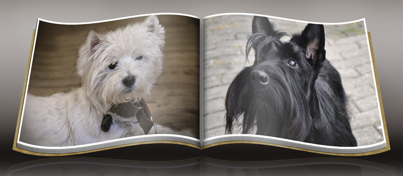 canine, young animal, photos, attention, westie, publication, nature, scottish, 2K, fur, white, small dog, studio shot, book, portrait, leather, small