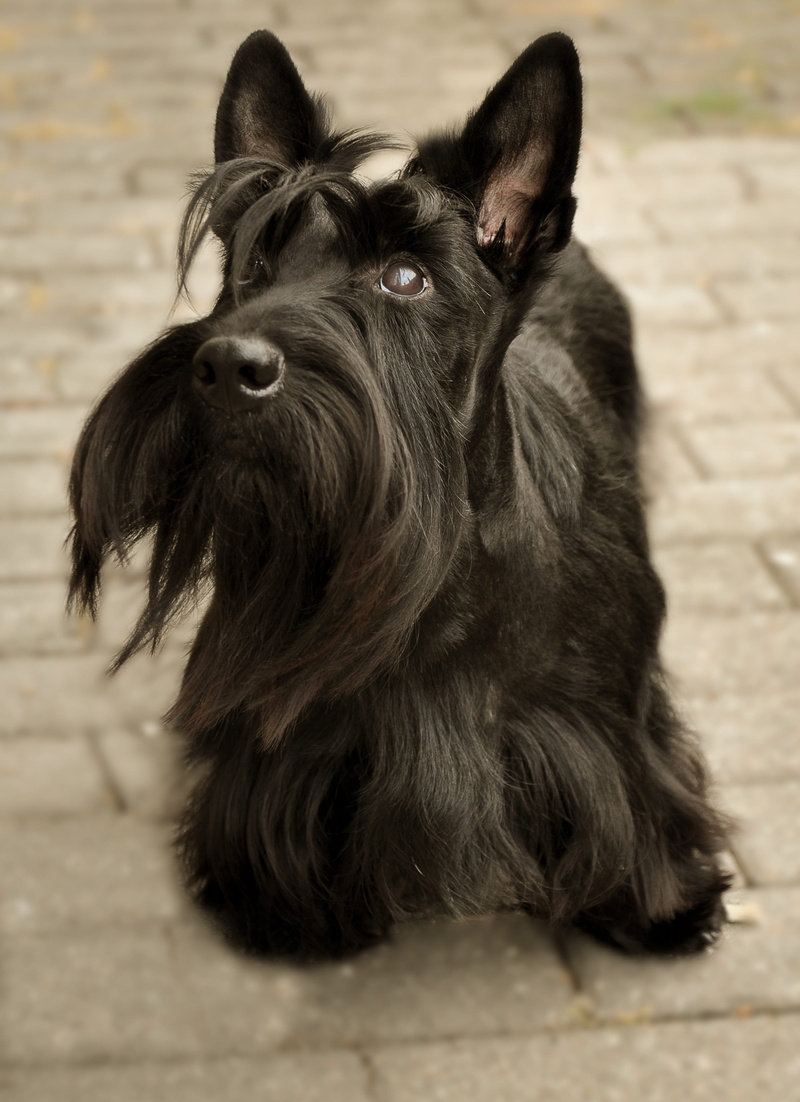 one animal, scottish terrier, animal, small dog, mammal, attention, 2K, dog face, portrait, no people, nature, domestic, knuffig, canine, black color