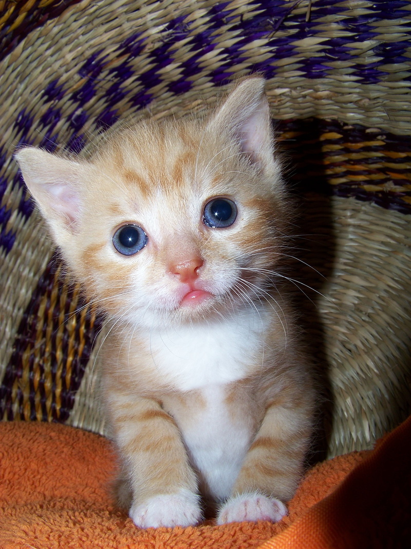 one animal, feline, no people, cat, cats eyes, animal themes, puppy, animal eye, domestic animals, domestic Cat, 2K, animal welfare, vertebrate, portrait