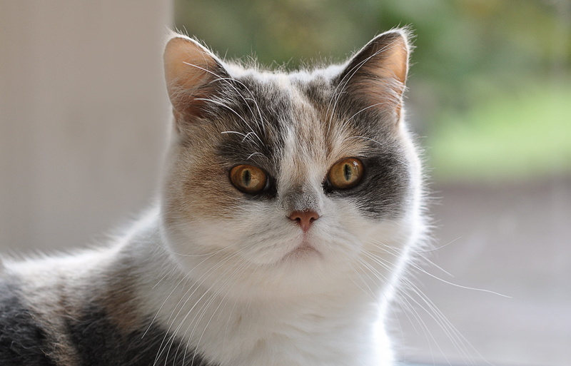 orange, animal head, focus on foreground, yellow eyes, vertebrate, hair, close-up, domestic animals, one animal, animal, mammal, tricolor, persian mongrel