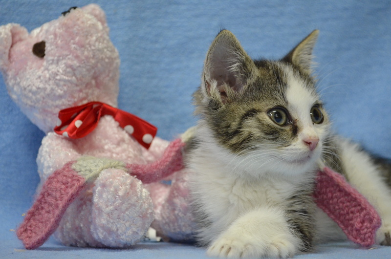 close-up, Kitten, mammal, no people, animal representation, cat baby, domestic animals, one animal, representation, sitting, young animal, cat, vertebrate