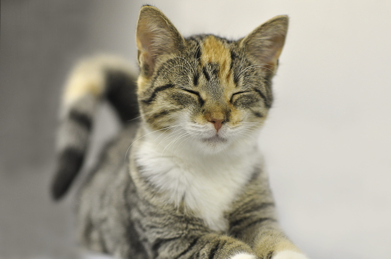 pets, portrait, cute, kitten, whisker, young animal, small, pet, mammal, focus on foreground, tiger cat, doze, domestic animals, animal, feline, animal welfare