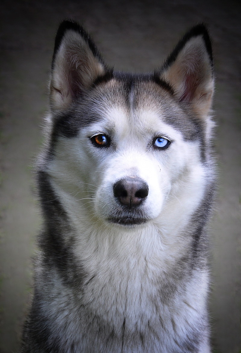 eyes, winter, face, blue eyes, canine, looking at camera, pets, plush, domestic animals, animal, awakened, 5K, close-up, portrait, grey, snout, cold, one animal