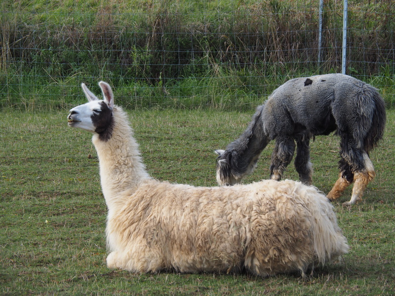 outdoors, camel, eyes, animal family, curious, paarhufer, creature, agriculture, animal portrait, two animals, llama, no people, animal world, land, animal themes