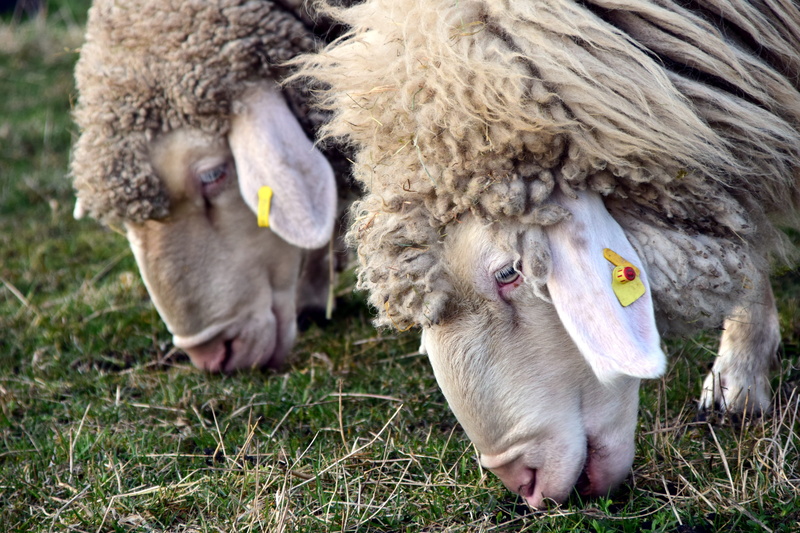 nature, mammal, plant, friends, livestock, agriculture, two animals, domestic, herd animal, field, graze, close, domestic animals, vertebrate, grass, pets