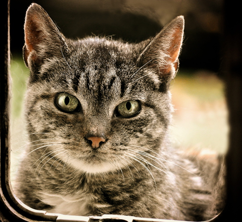 domestic animals, mammal, katzenaugen tierportrait, pets, animal welfare, tabby, scheu, cat, closeup, felidae, domestic cat, tiger cat, wildlife photography