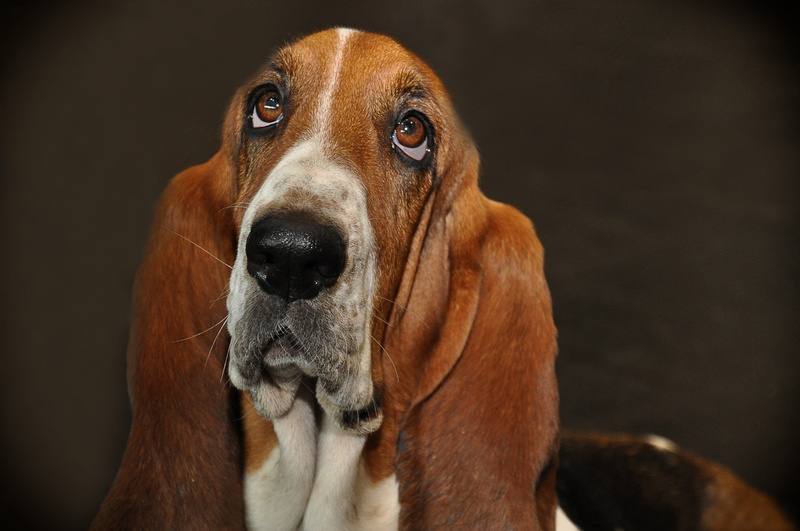 4K, dog breed, view, animal portrait, head, hunting dog, brown eyes, looking at camera, indoors, portrait, animal body part, animal welfare, quadruped