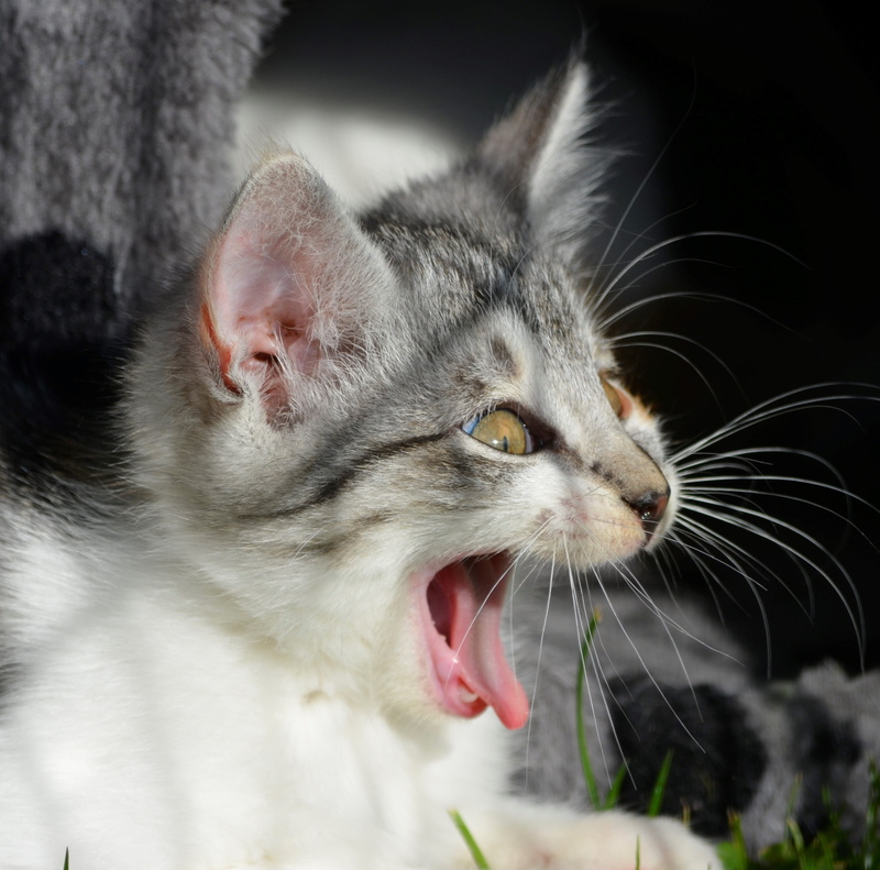 sweet, one animal, feline, kitten, mouth open, animal teeth, mouth, laugh, laugh at, 2K, no people, domestic, domestic cat, animal mouth, animal head