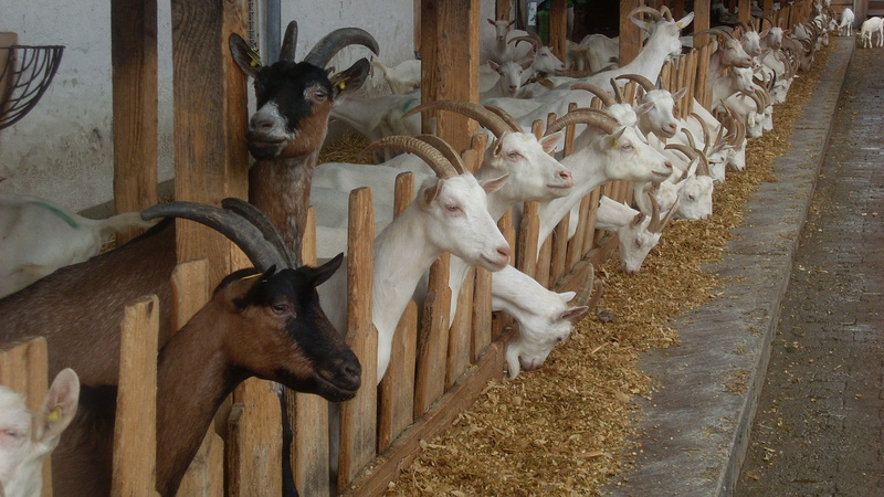 horns, herd, goat cheese, livestock, animal themes, animal, architecture, deer, goat, animal head, nature, animals in the wild, colony, domestic, mammal