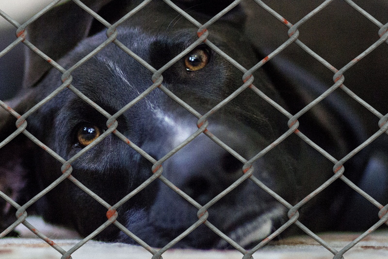 boundary, one animal, cage, barrier, animal world, animal themes, vertebrate, animal welfare, chainlink fence, protection, wire mesh fence, domestic animals