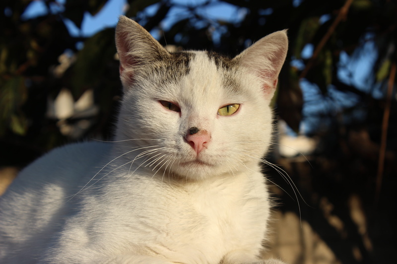 kitten, one animal, no people, looking at camera, mieze, animal, close-up, animal welfare, focus on foreground, day, natureworld, mammal, domestic animals
