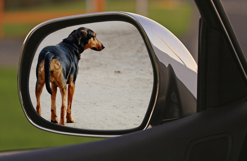 motor vehicle, animal welfare, kelpie, animal themes, tan, expose, canine, mammal, no people, vertebrate, 1080P, car, mode of transportation, domestic