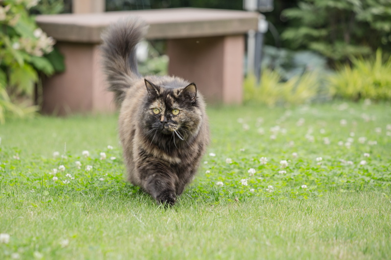 domestic animals, front or back yard, feline, domestic, animal, selective focus, breed cat, domestic cat, pet, animal welfare, whisker, plant, mammal, british longhair