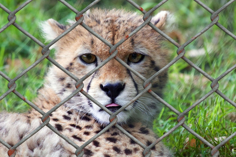 cat, animals in the wild, animal wildlife, close-up, cheetah, fence, barrier, looking at camera, display, dom, day, predator, feline, boundary, 2K, one animal