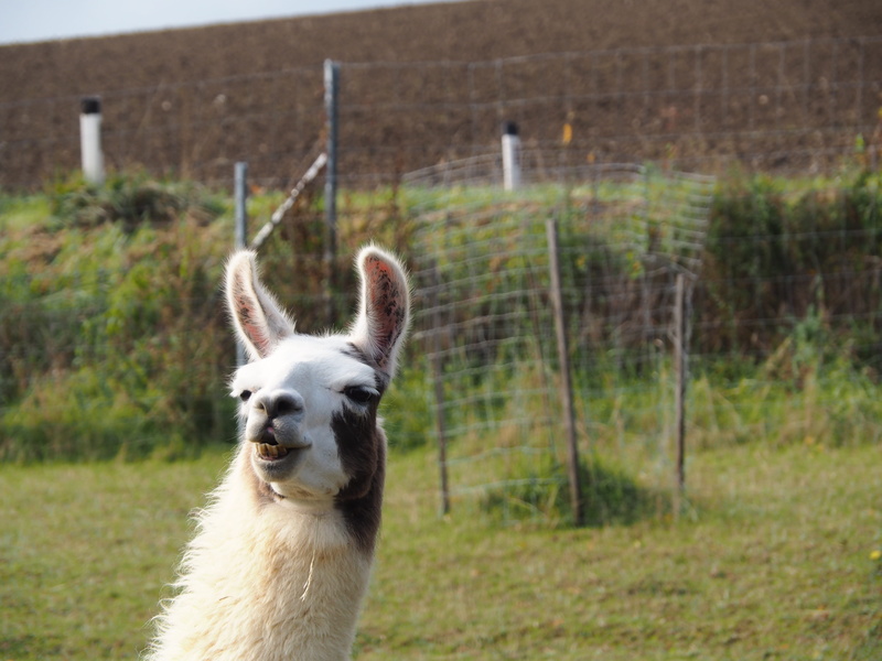 camel, hair, fur, no people, mammals, fence, austria, animal head, animal welfare, paarhufer, head, lama head, animal themes, animal world, animal body part