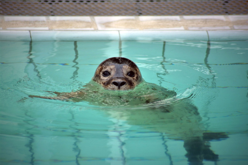 nature, animal welfare, sweet, robbe, cute, mammal, pool, animal portrait, animal world, baby, no people, view, swimming, domestic, dear, waterfront, animal themes