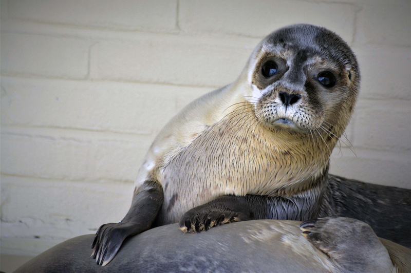 no people, relaxation, animal portrait, vertebrate, view, nature, cute, sea lion, seerobbe, otter, close-up, animal welfare, rock, animals in captivity