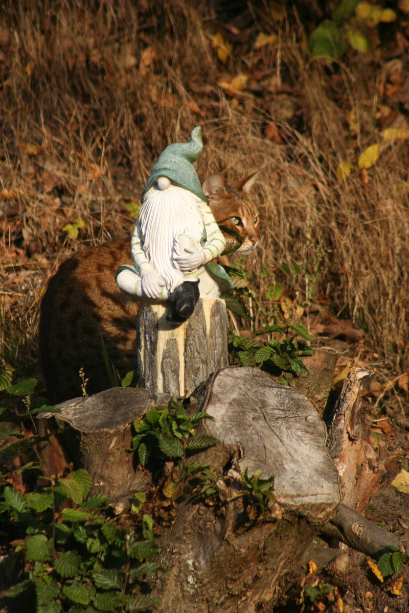 sad, gnome, creativity, making a face, cat, dwarf, art and craft, autumn, pointed ear, nose, domestic cat, camouflage, animal wildlife, statue, funny, fairy tales