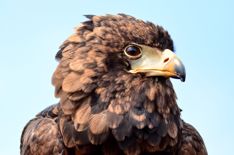 4K, Zoological-Gardens, wildlife, eagle - Bird, ワシ, bird of Prey, Zoological Gardens, Nikon  D5100, Animals, Show, brown, TAMRON, Photograph, ズ, nature