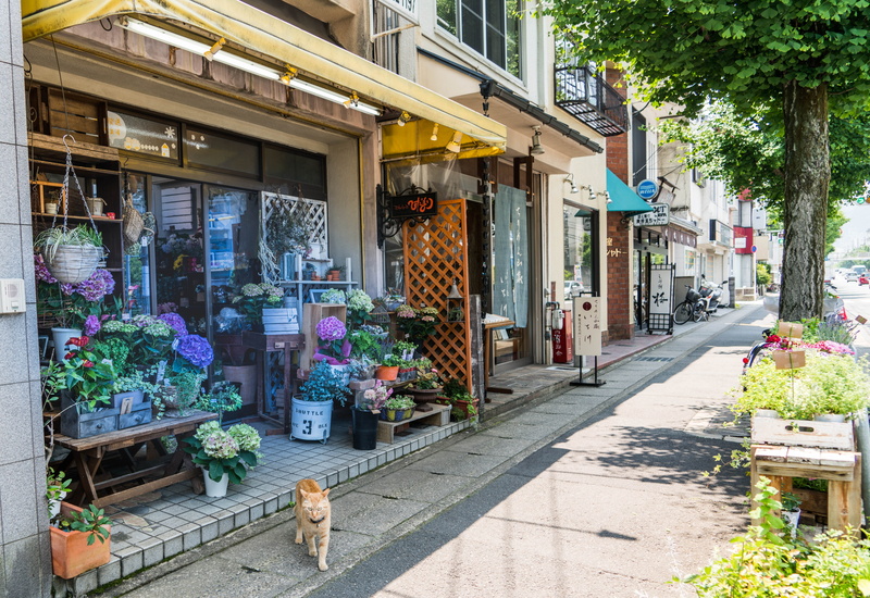 potted plant, day, door, japanese, building exterior, nature, idyllic, building, architecture, tabby cat, cat, one animal, 5K, rustic, store, flower, arashiyama