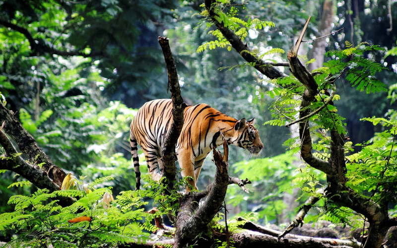 brown, tiger, feline, plants, no people, nature, tree, growth, bird, forest, 1080P, one animal, animal themes, plant, trees, animal wildlife, black, big cats