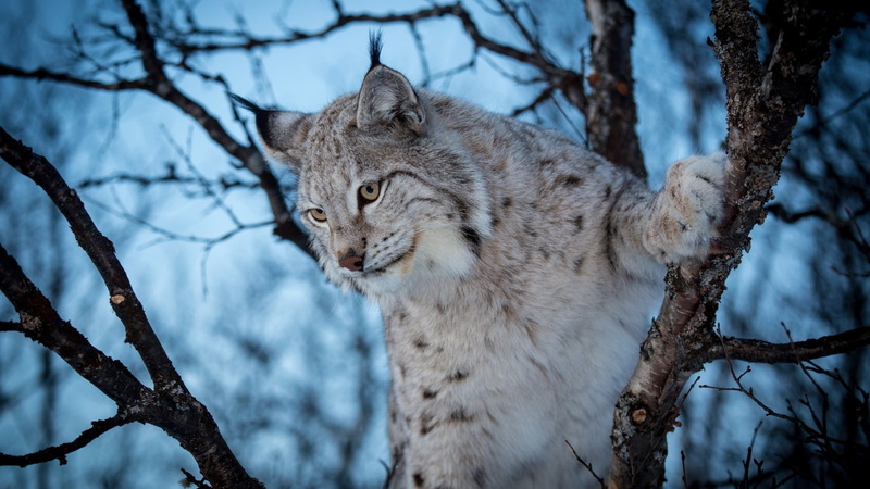 mammal, cold temperature, vertebrate, trunk, day, tree, animals in the wild, no people, trees, animal, tree trunk, lynx, 1080P, evening, cyan, branch