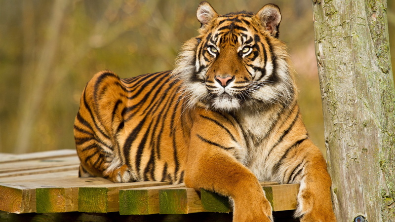 high resolution tiger, animal themes, 2K, relaxation, animals in the wild, big cat, nature, wood - material, one animal, no people, cat, tree, mammal