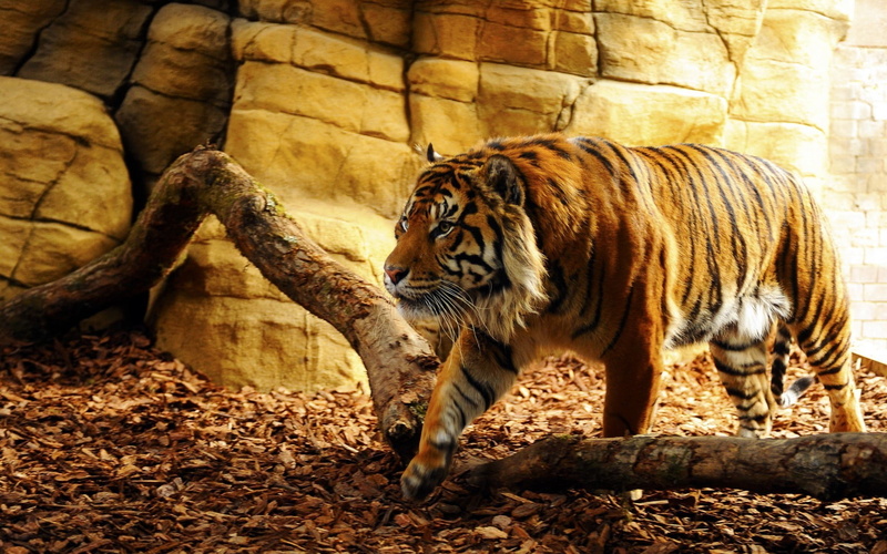 tree, animals in the wild, black, animal, animals in captivity, day, zoo, forest, tiger, one animal, animal wildlife, cat, 1080P, outdoors, whisker, orange