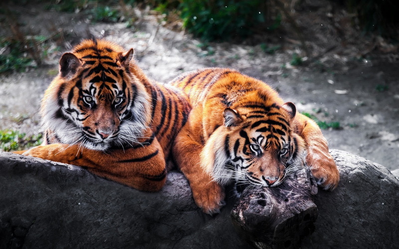 no people, nature, relaxation, outdoors, day, tiger, carnivora, animal themes, whisker, cat, zoo, one animal, animal, focus on foreground, feline, mammal