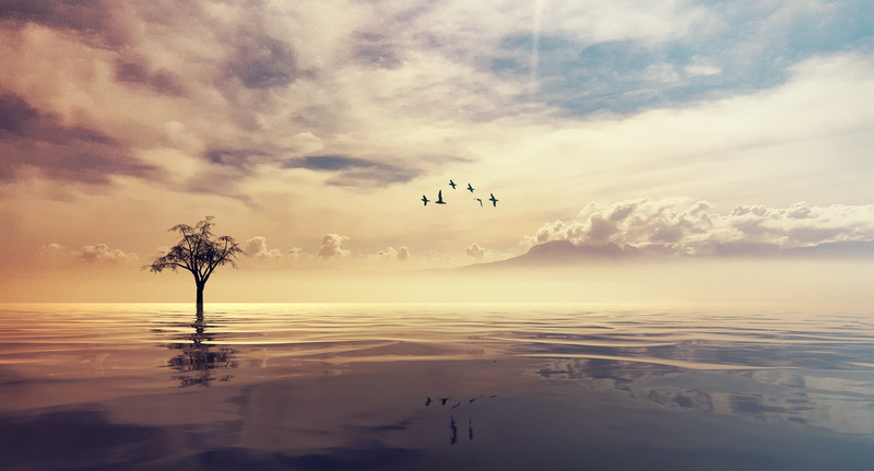 bird, 5K, outdoors, animals in the wild, animal wildlife, calm, scenics - nature, dawn, meditate, sea, waterfront, animal, morning, clouds, relax, animal themes