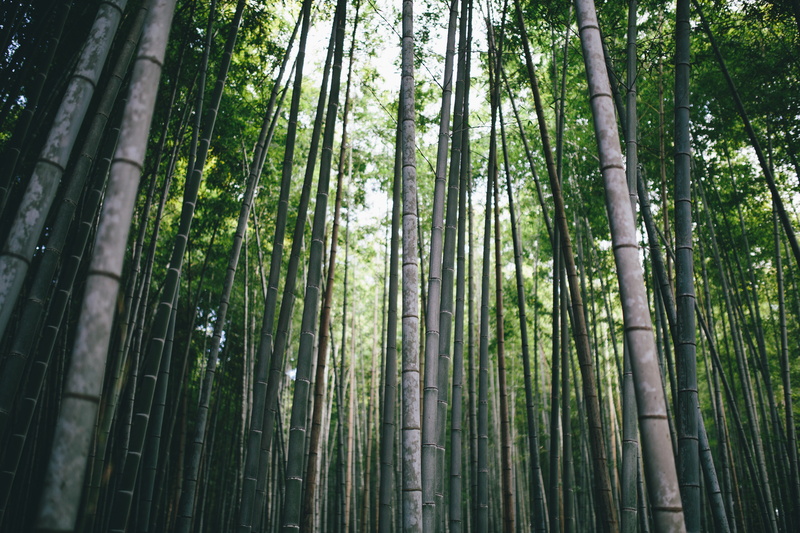 Asia, zen, Greg Shield, 5K, Moso, Kyoto, Japan, photography, landscape, nature, forest, bamboo