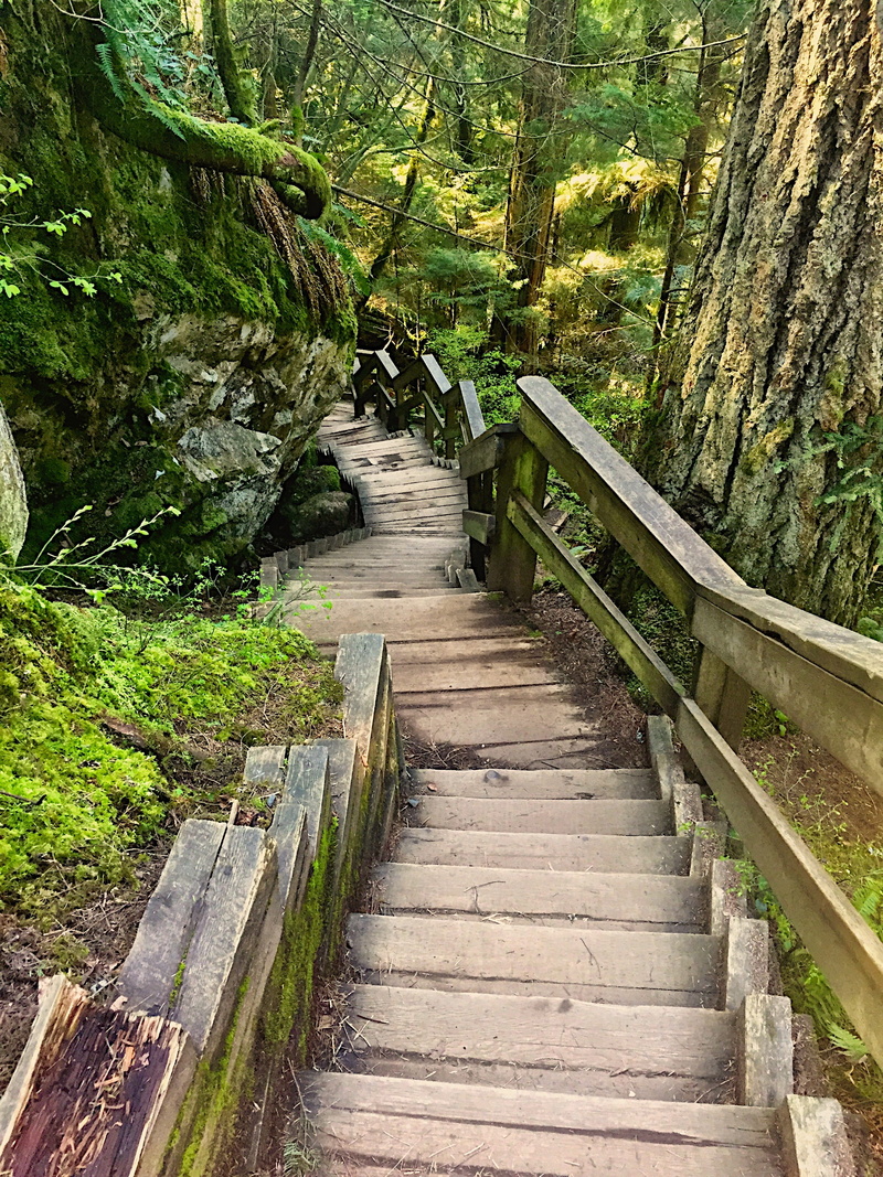 trees, wooden, day, park, steps and staircases, tranquil scene, tranquility, daytime, zen, railing, nature, built structure, scenery, no people, bridge