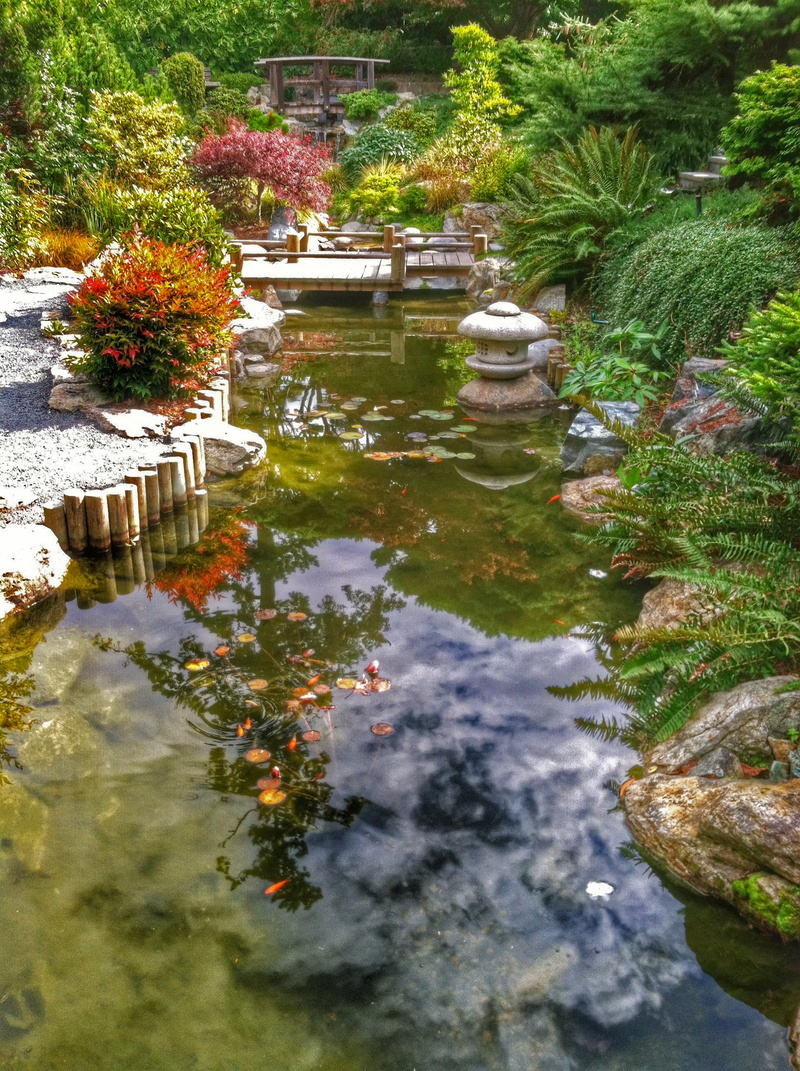 green plants, nature, Japanese Garden, daytime, pond, brown, green, plant, plants, fall, Takata, bridge, autumn  leaves, america, North America, wooden