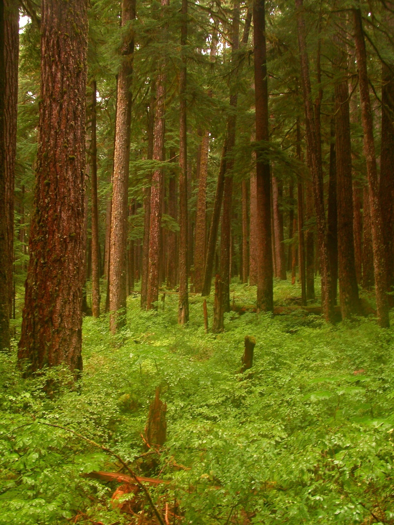 color Image, green, tree Trunk, land, plant, wilderness Area, ferns, growth, tranquil Scene, coastal, woodland, tree, landscapes, usa, landscape, scenics