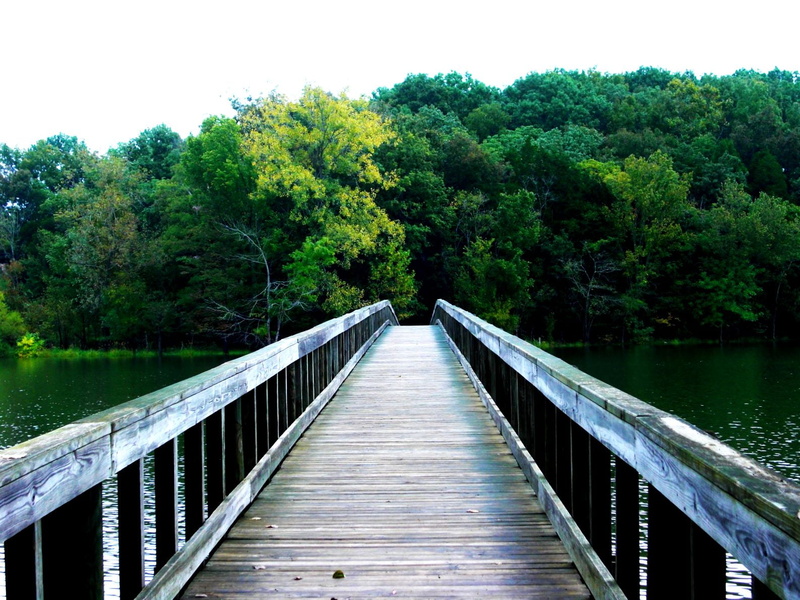 white, outdoors, wooden, tree, forest, trees, green, river, leading, 720P, everything in between, wooden bridge, landscape, body water, lake, body, daytime