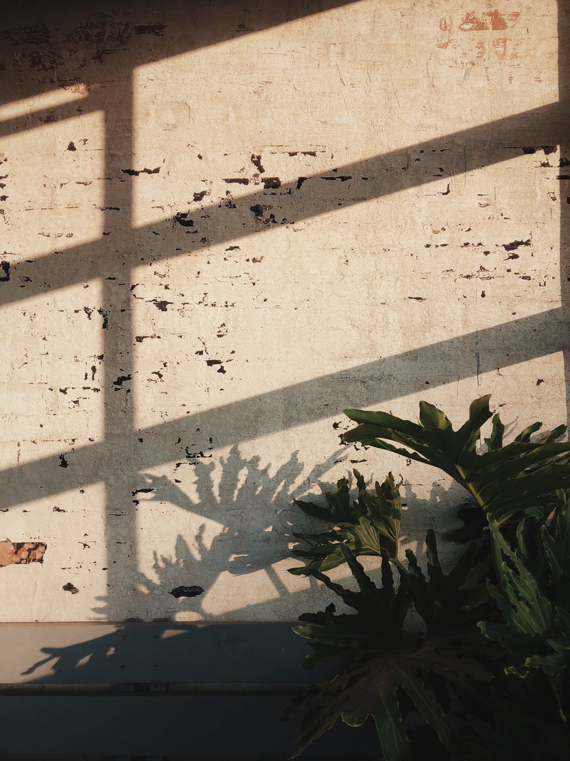 sunlight, building, green, light, window, building exterior, texture, wall - building feature, city, growth, day, fern, interior, plant, outdoors, nature