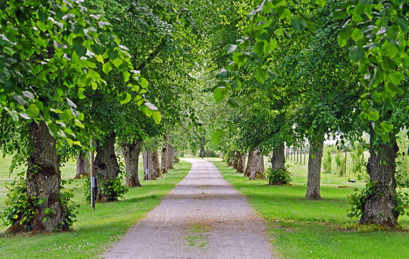parkweg, growth, treelined, footpath, diminishing perspective, day, park, no people, road, Access Road, outdoors, linden street, near, the way forward